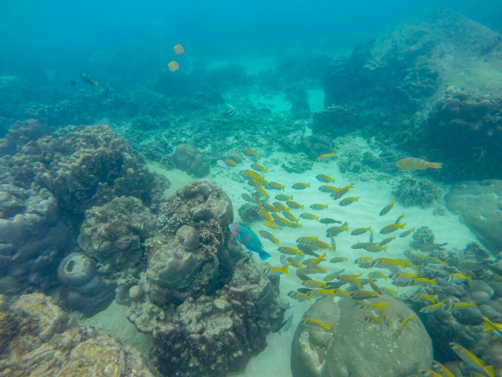 Mergulho em Tanote Bay em Koh Tao